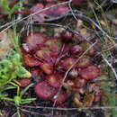 Image de Drosera lowriei N. Marchant