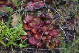 Image of Drosera lowriei N. Marchant