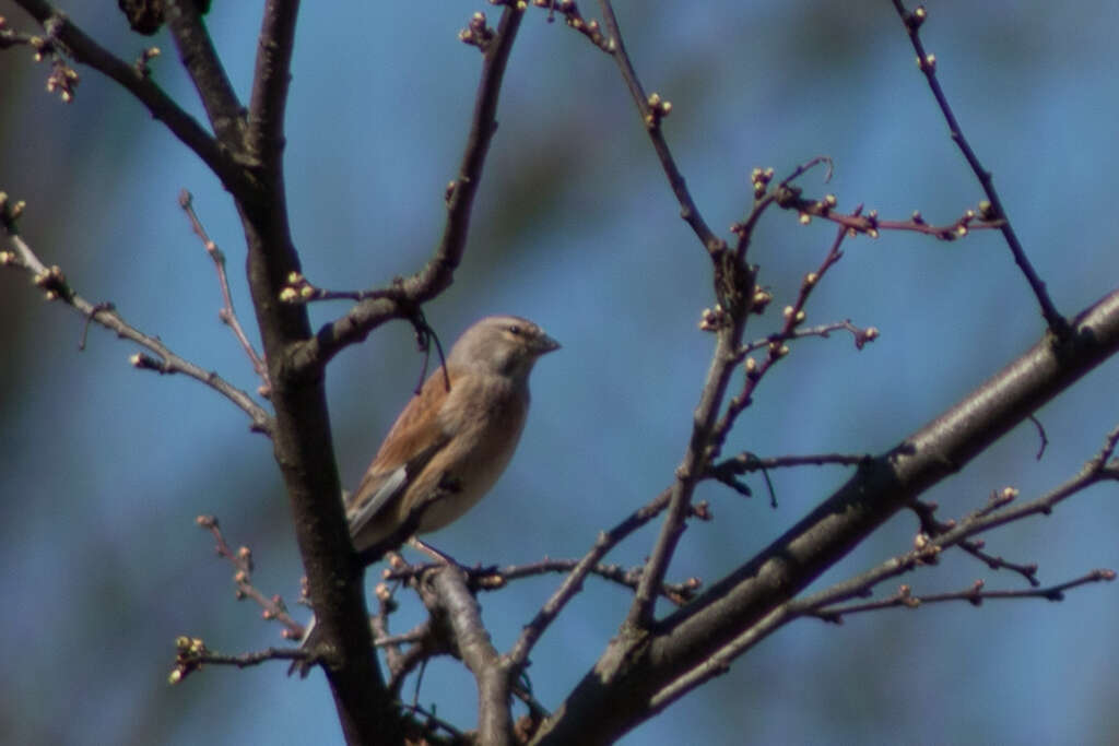 Image of Linnets