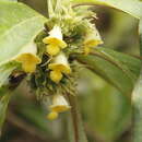 Image of Paradrymonia longifolia (Poepp.) Wiehler