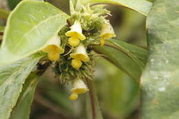 Image of Paradrymonia longifolia (Poepp.) Wiehler