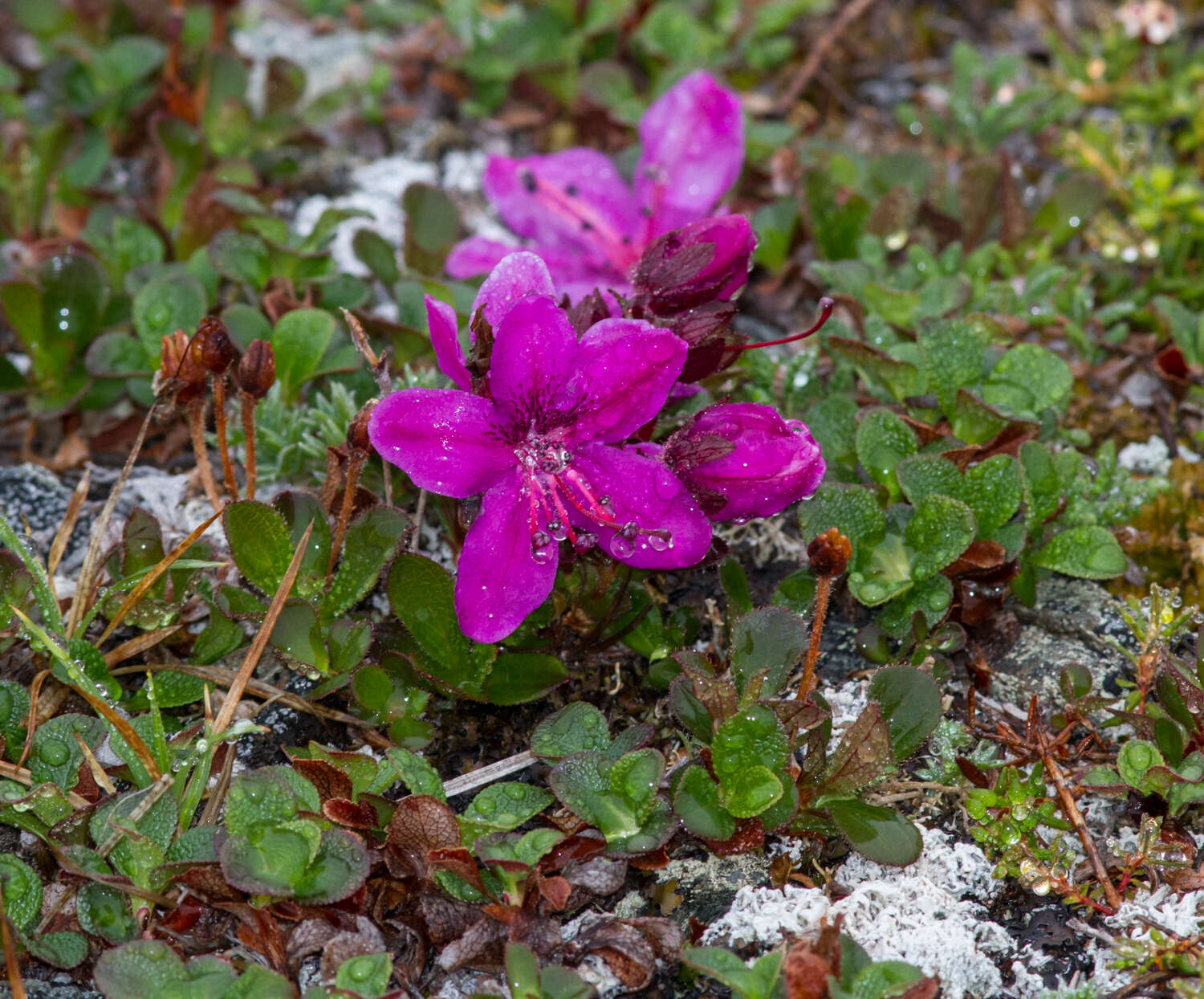 صورة Rhododendron lapponicum (L.) Wahlenb.