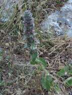 Image of Stachys heraclea All.