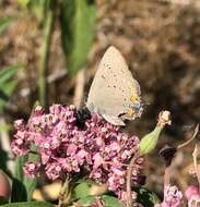 صورة Satyrium acadica (Edwards 1862)