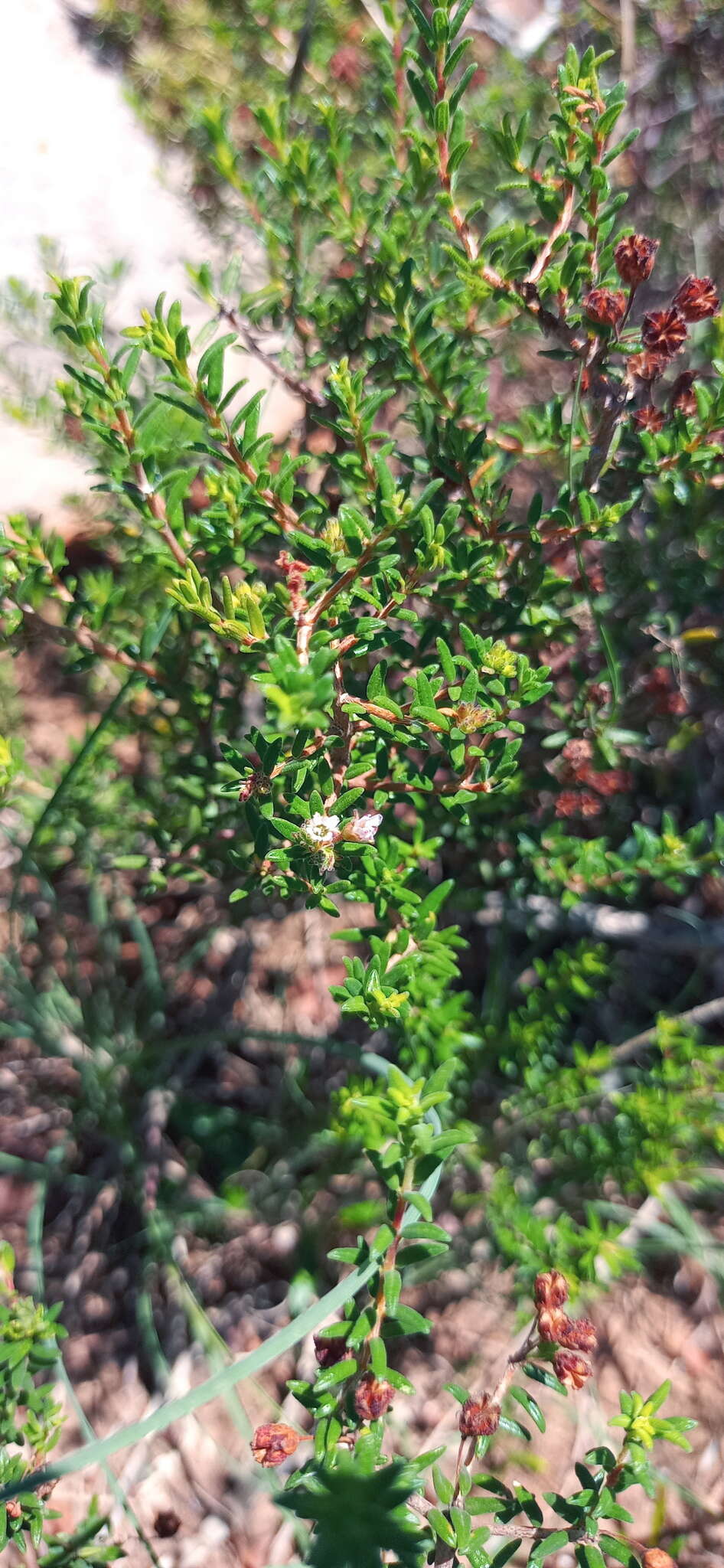 Image of Agathosma foetidissima (Bartl. & Wendl.) Steud.