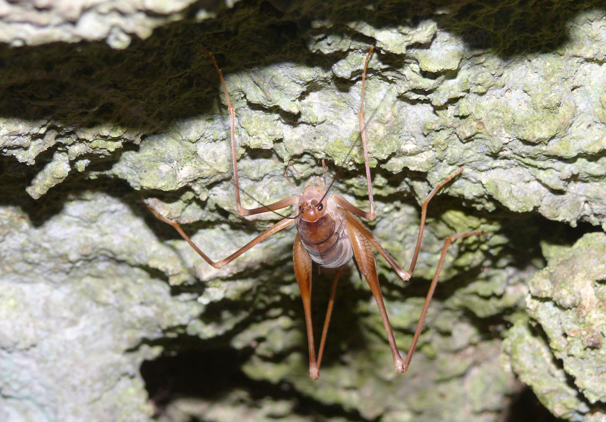 Image of Dolichopoda (Dolichopoda) geniculata (Costa & O. G. 1860)