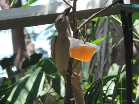 Image of Great Bowerbird