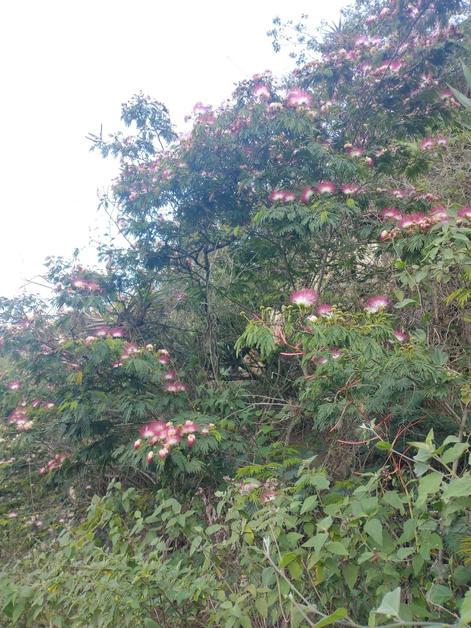 Imagem de Calliandra pittieri Standl.