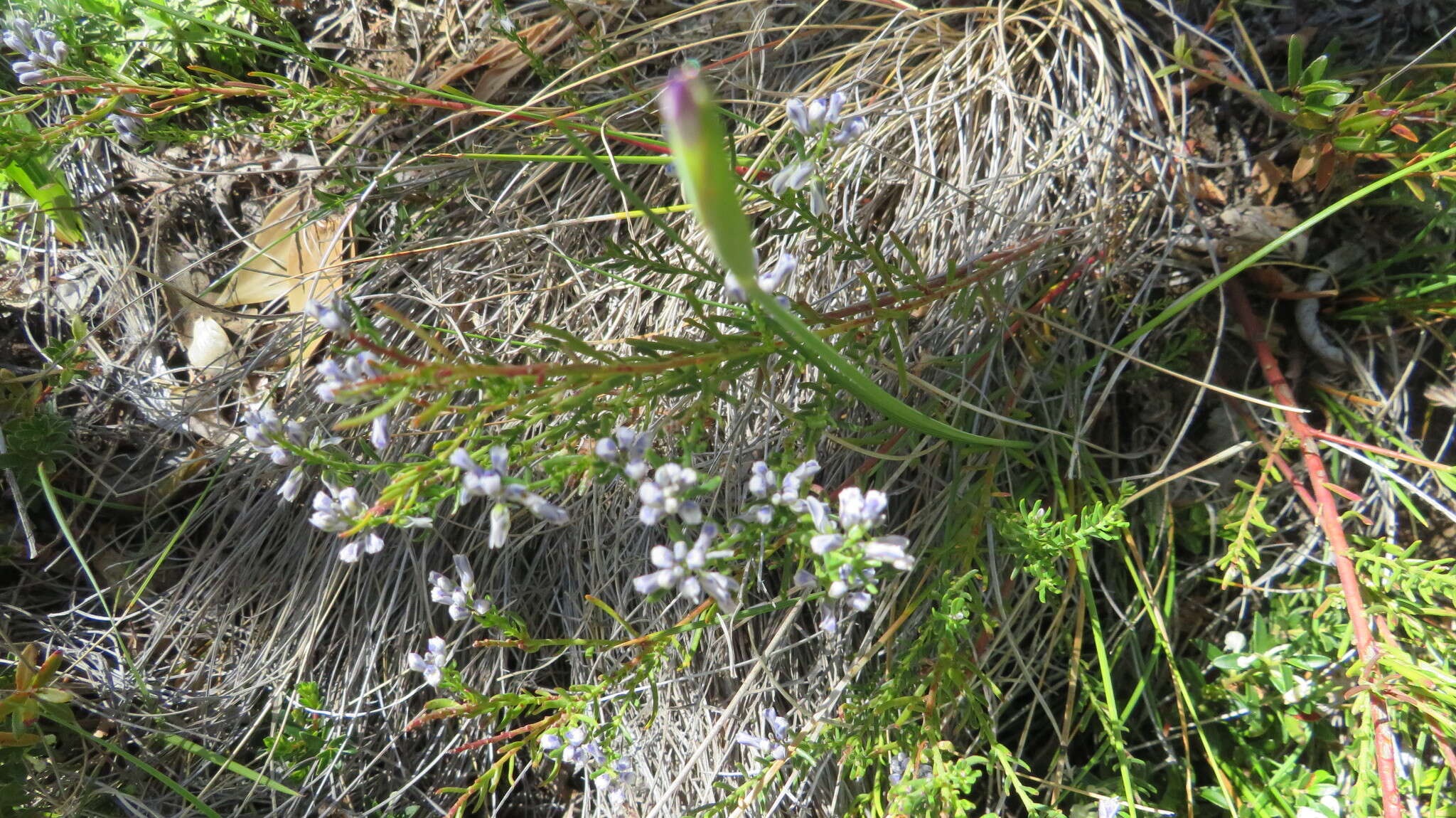Image of Polygala gnidioides Willd.