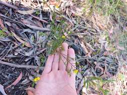 Image of Dillwynia tenuifolia DC.