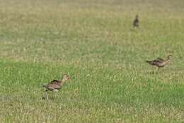 Image of Little Curlew