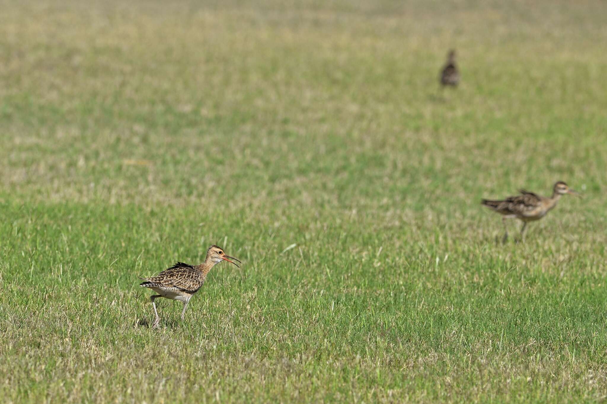 Image of Little Curlew