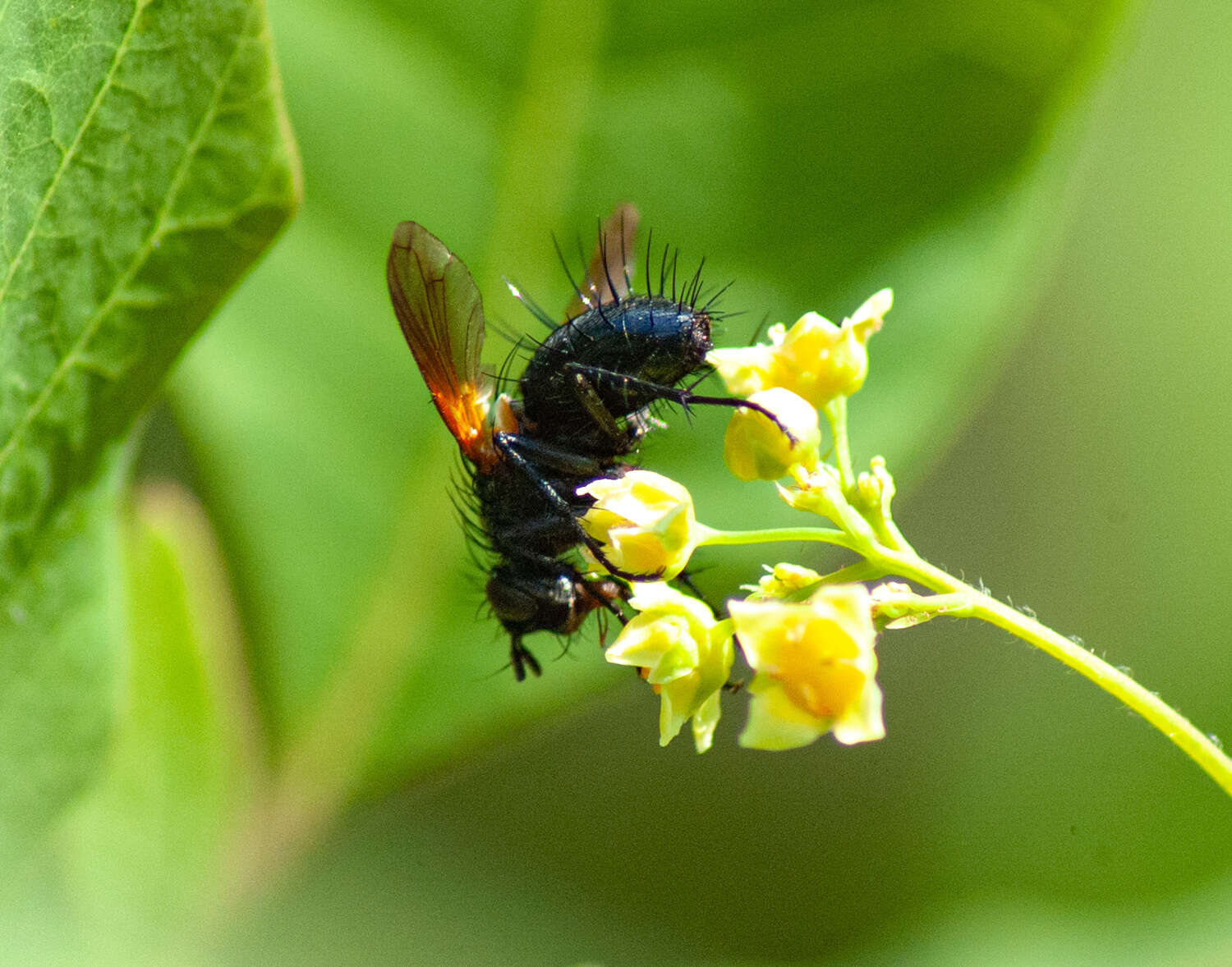 Zophomyia resmi