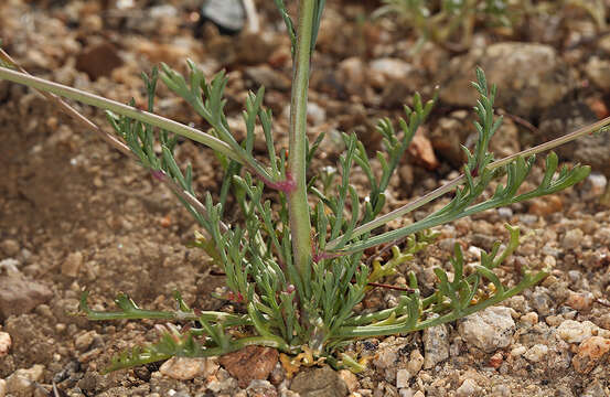 Image of volcanic gilia