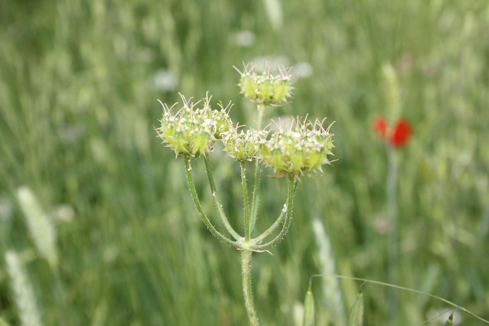 Image of Lisaea strigosa (Banks & Sol.) Eig