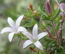 Image of Wahlenbergia thunbergii (Schult.) B. Nord.