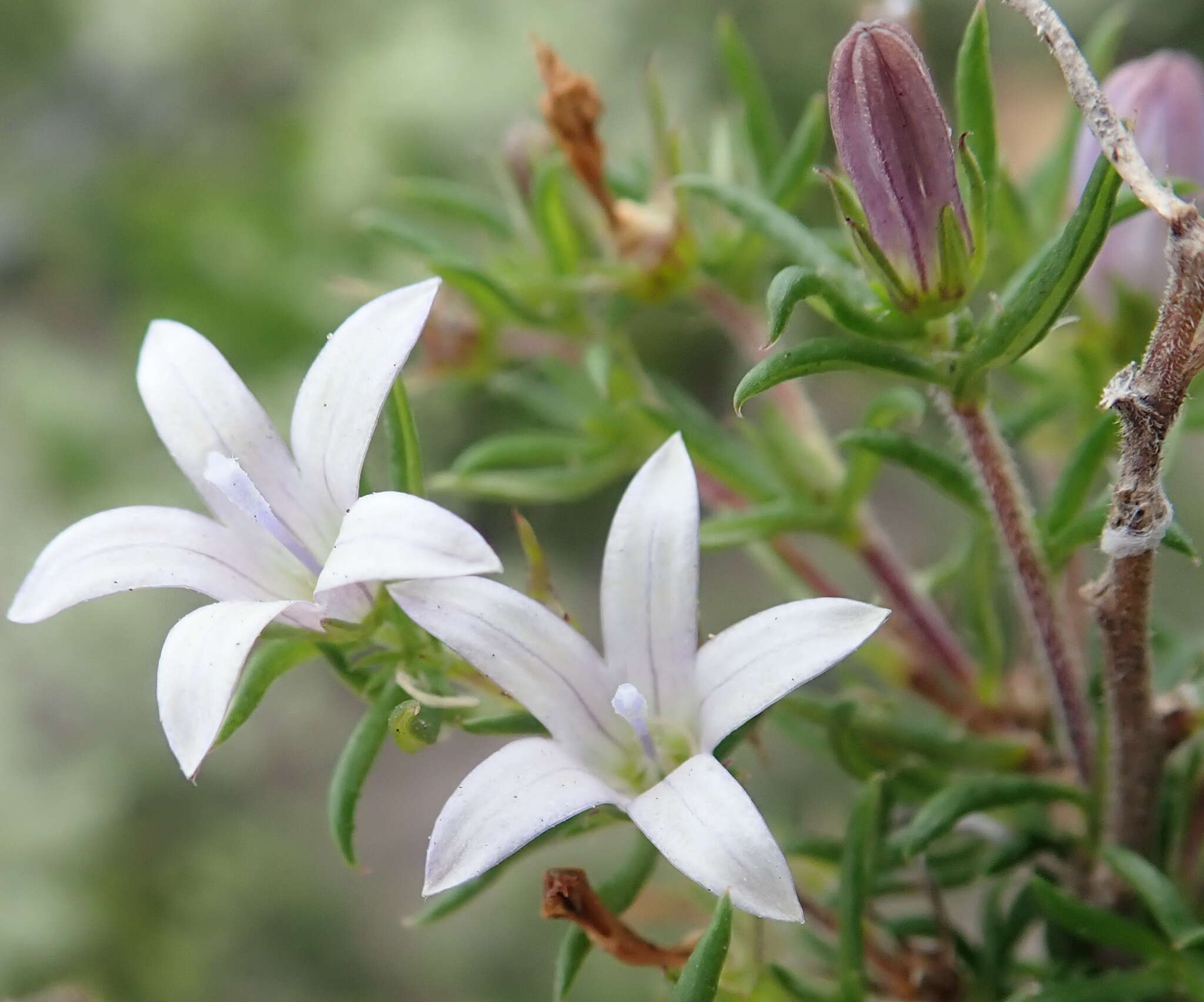 Image of Wahlenbergia thunbergii (Schult.) B. Nord.