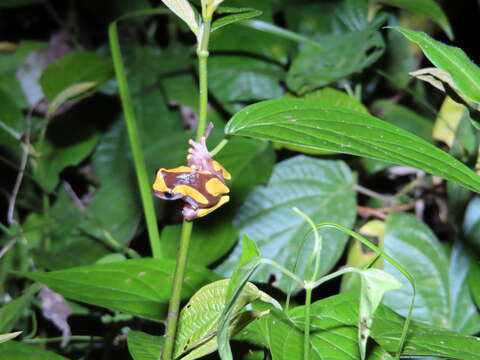 Image of Bereis' Treefrog