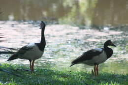 Image of magpie-goose