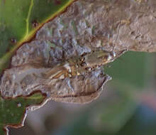 Image de Lithariapteryx jubarella Comstock 1940