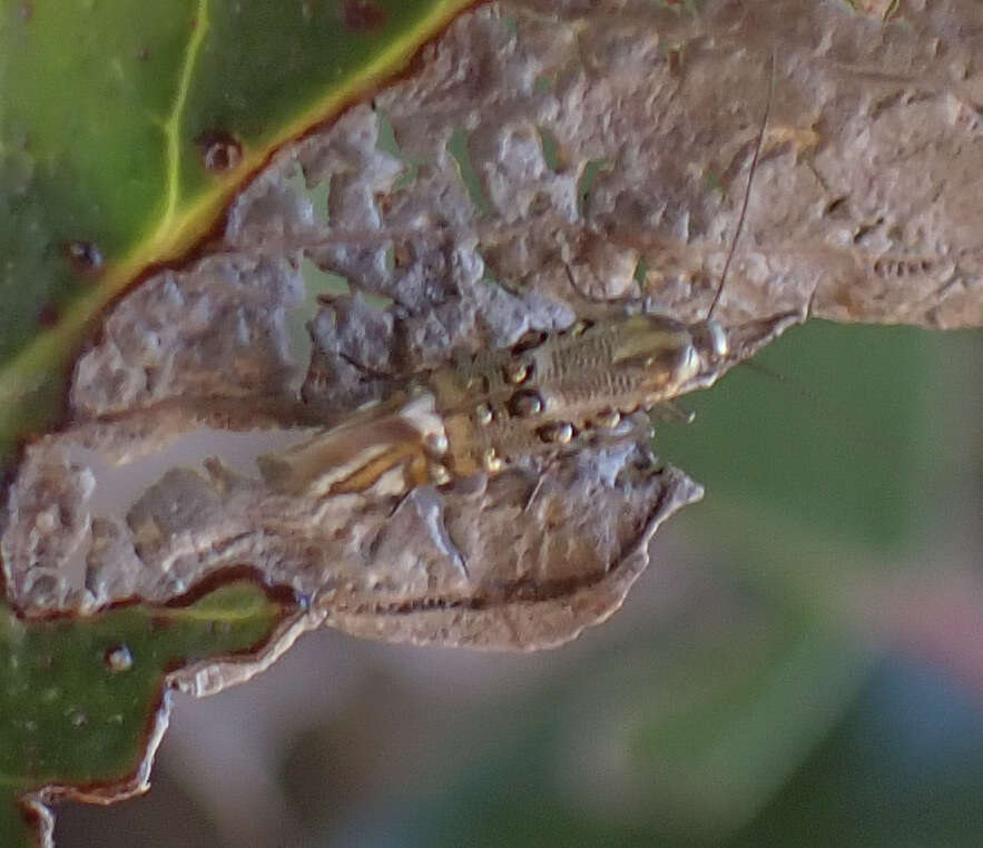 Image de Lithariapteryx jubarella Comstock 1940