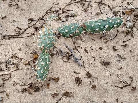 Imagem de Opuntia polyacantha Haw.