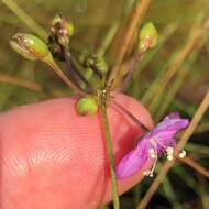 Image de Callisia graminea (Small) G. C. Tucker