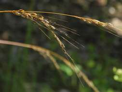 Image of slender Indiangrass