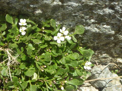 Plancia ëd Cardamine resedifolia L.