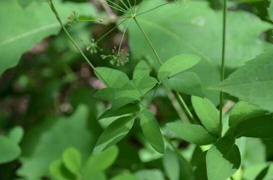 Image of yellow pimpernel