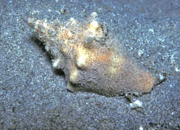 Image of Eastern Pacific fighting conch