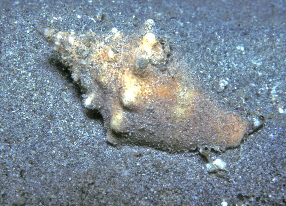 Image of Eastern Pacific fighting conch