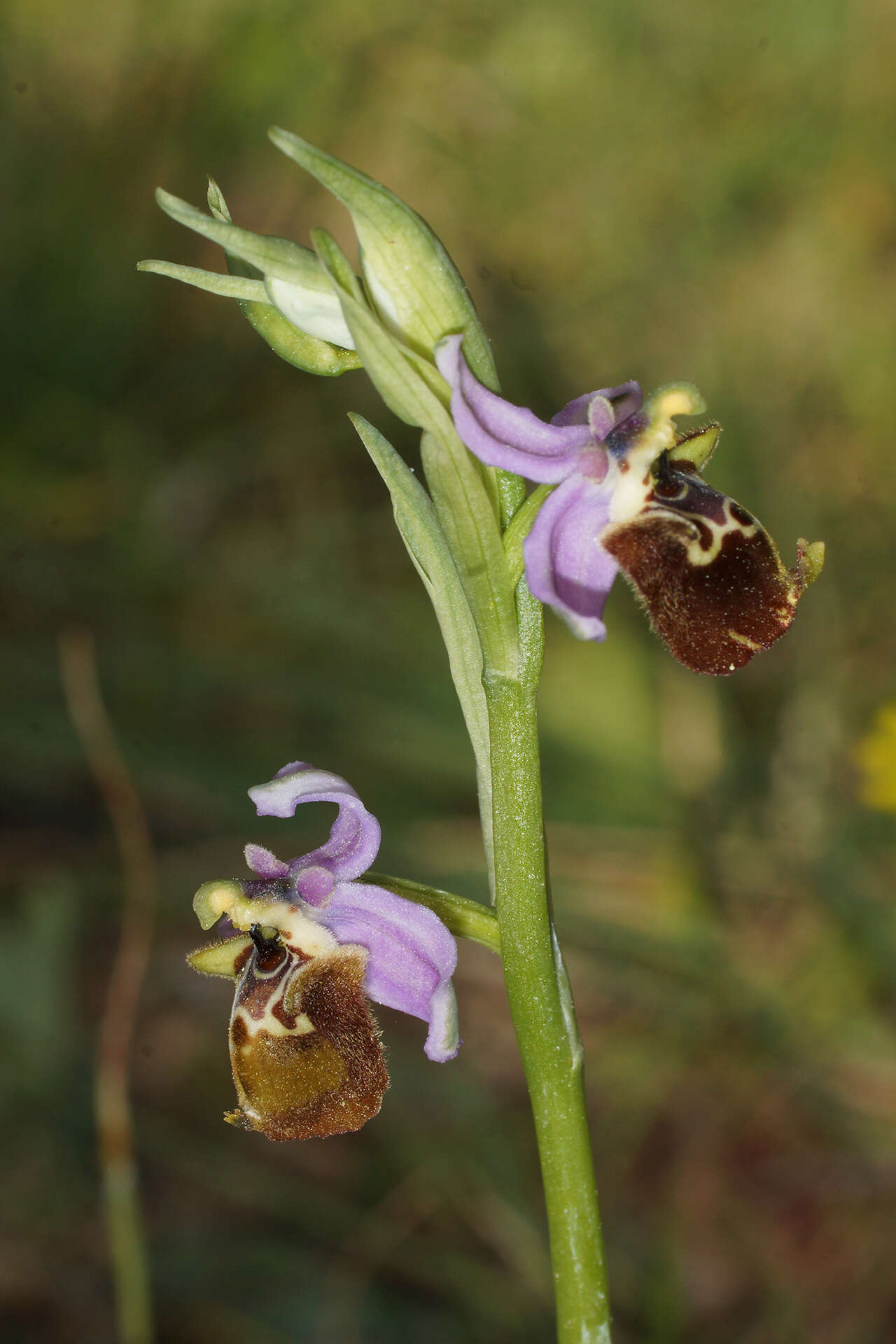 Image of Ophrys fuciflora subsp. candica E. Nelson ex Soó