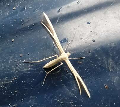 Image of <i>Pterophorus innotatalis</i>