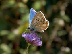 Image of Polyommatus bellargus (Rottemburg 1775)