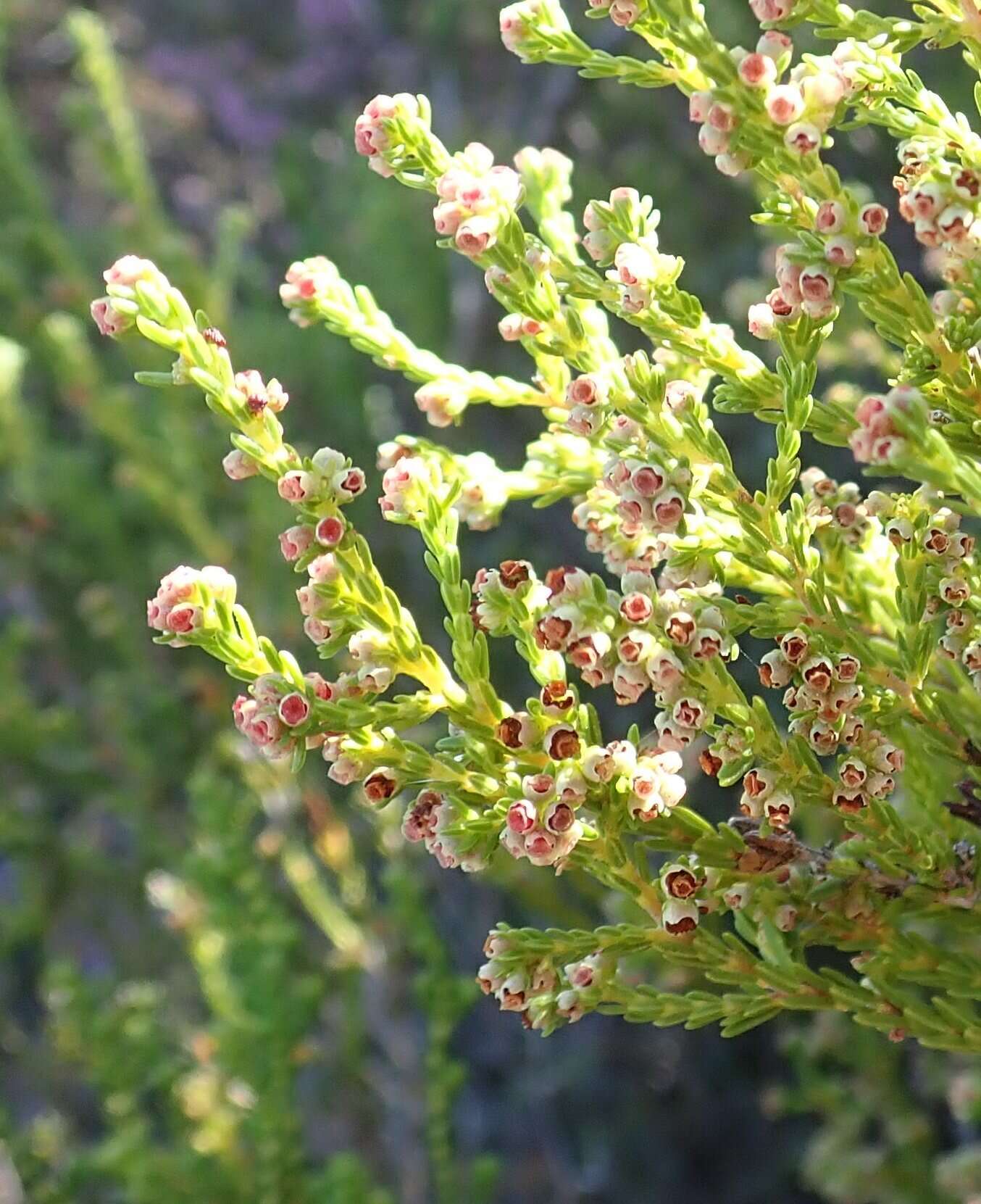 Erica subcapitata (N. E. Br.) E. G. H. Oliver resmi