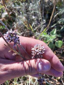 صورة Limonium tomentellum (Boiss.) O. Kuntze