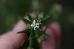 Plancia ëd Leucopogon obovatus subsp. revolutus (R. Br.) Hislop