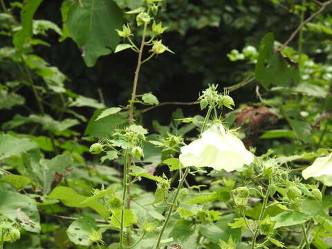 Hibiscus vitifolius L.的圖片