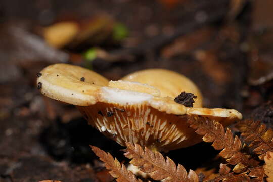 Image de Multifurca stenophylla (Berk.) T. Lebel, C. W. Dunk & T. W. May 2012