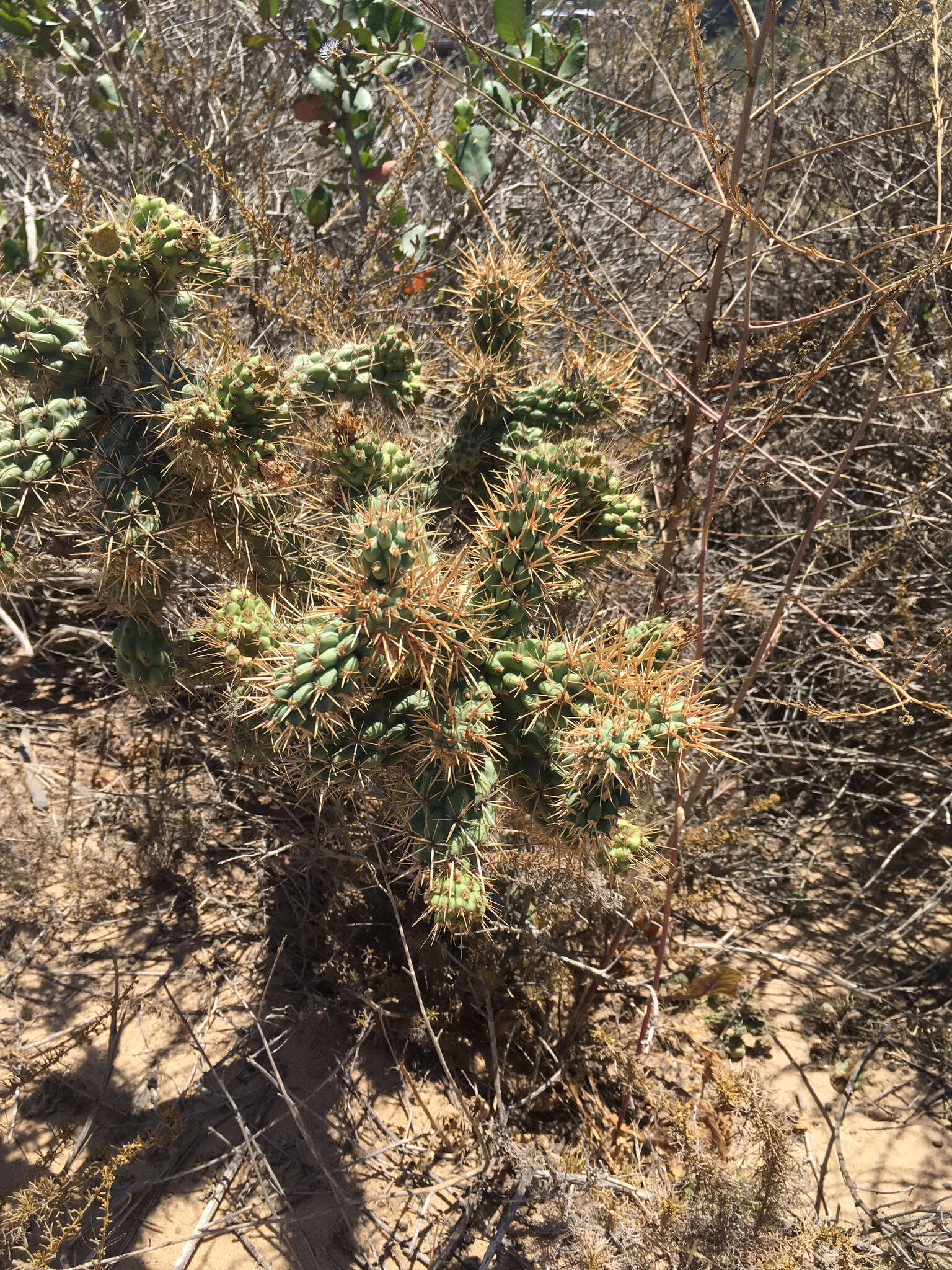 Image of coastal cholla