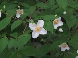 Image of scentless mock orange