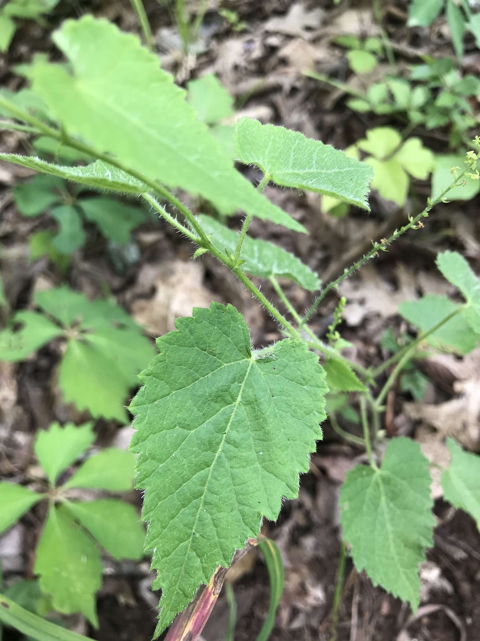 Image of heartleaf noseburn