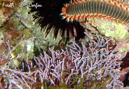 Image of Amphiroa rigida