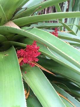 Sivun Richea pandanifolia Hook. fil. kuva