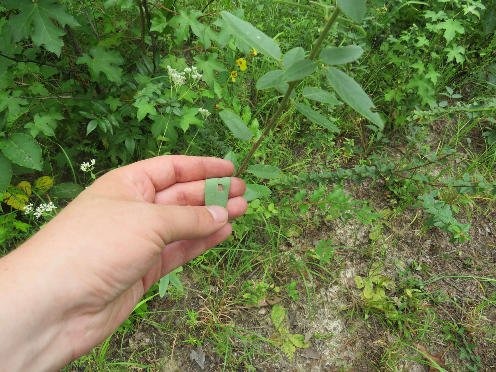 Imagem de Desmodium rigidum (Elliott) DC.