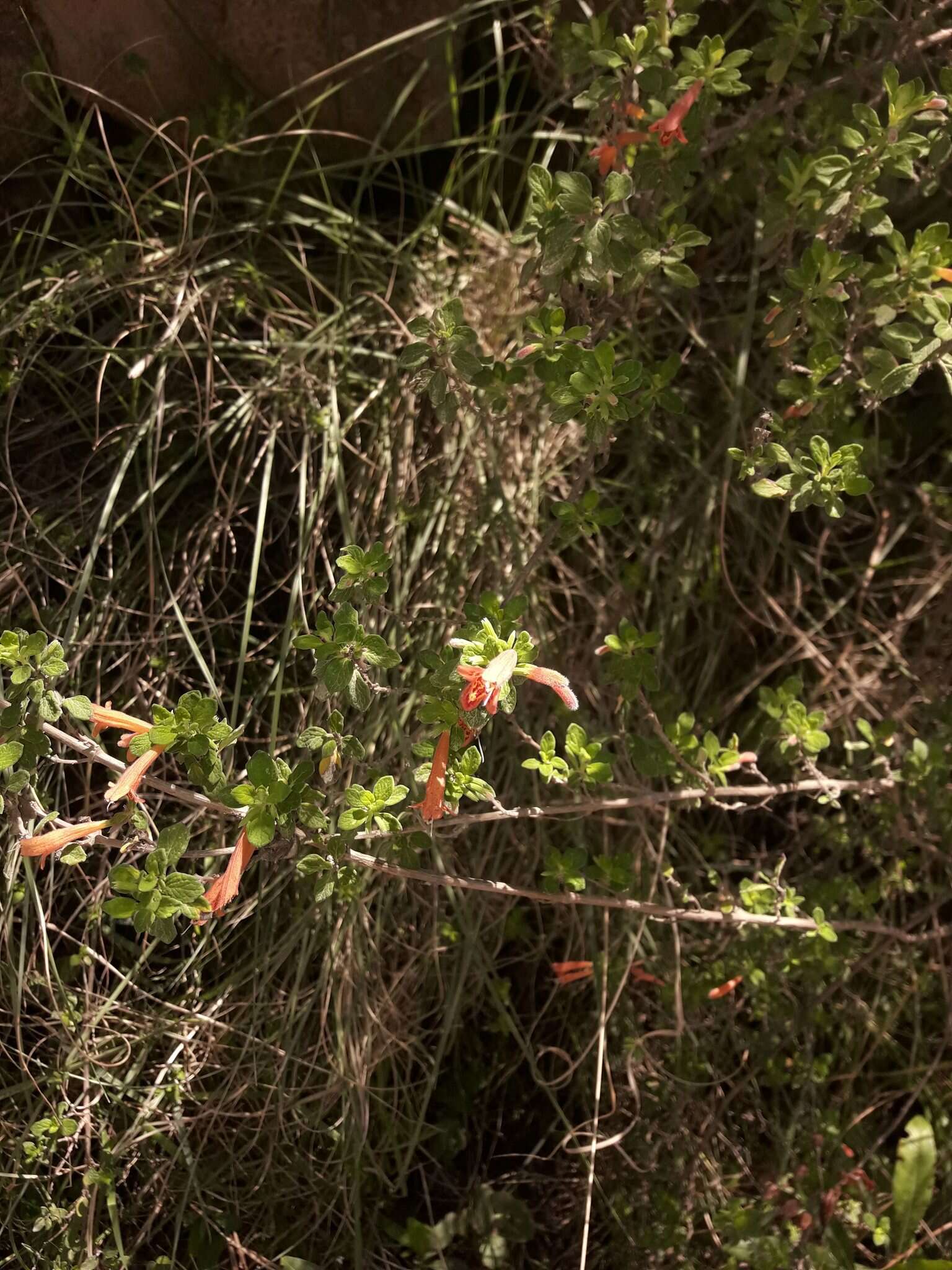 Image of Clinopodium tomentosum (Kunth) Govaerts