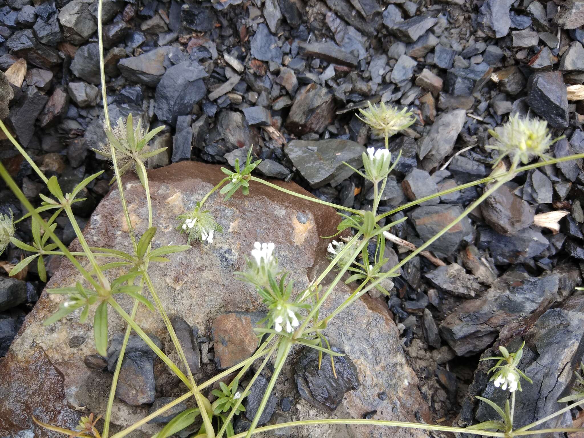 Imagem de Asperula arvensis L.