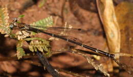 Image of Protosticta grandis Asahina 1985