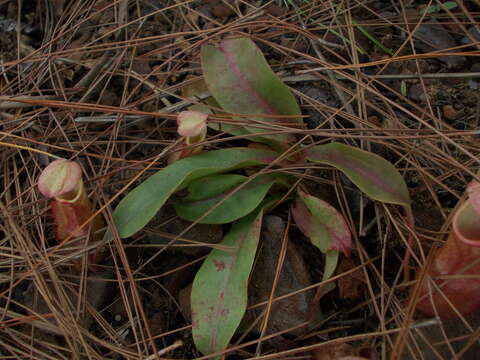 Image of Nepenthes smilesii Hemsl.